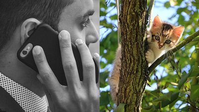 Котики на деревах – не до нас: у ДСНС Рівненщини просять не дзвонити "не за адресою"
