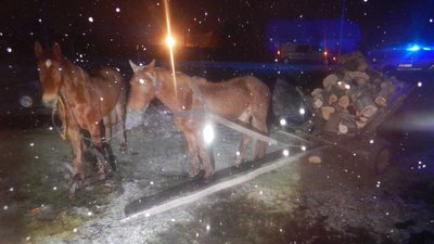 На Львівщині авто зіткнулося з підводою: є травмовані На Львівщині авто зіткнулося з підводою: є травмовані