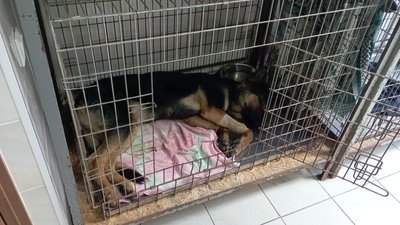 Закрила собою військових під час обстрілу. Історія вівчарки Олівії, яку лікують у Кривому Розі Закрила собою військових під час обстрілу. Історія вівчарки Олівії, яку лікують у Кривому Розі