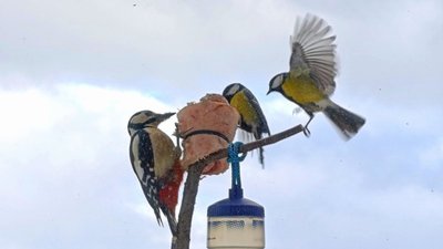 Птахи у дворах Кіровоградщини узимку: орнітолог про те, кого можна зустріти, чи варто їх підгодовувати й чим Птахи у дворах Кіровоградщини узимку: орнітолог про те, кого можна зустріти, чи варто їх підгодовувати й чим