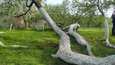 Кролевецька яблуня-колонія: що про неї відомо Кролевецька яблуня-колонія: що про неї відомо
