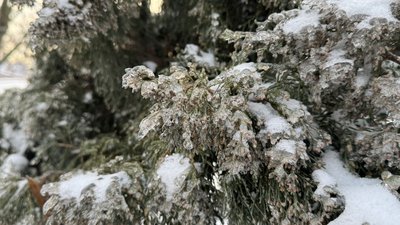 Гілки сосни, вкриті кригою