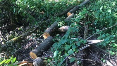 Вирубав дерева — поліцейські Сумщини підозрюють чоловіка в спилюванні рослин Вирубав дерева — поліцейські Сумщини підозрюють чоловіка в спилюванні рослин