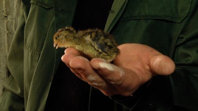 У селі на Житомирщині вирощують перепелів – на фермі живе 74 тисячі птахів У селі на Житомирщині вирощують перепелів – на фермі живе 74 тисячі птахів