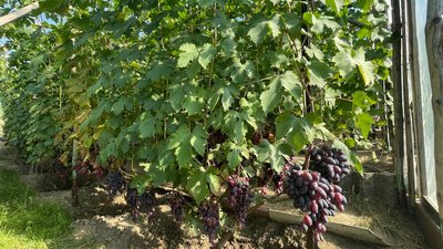 вирощує 120 сортів винограду вирощує 120 сортів винограду