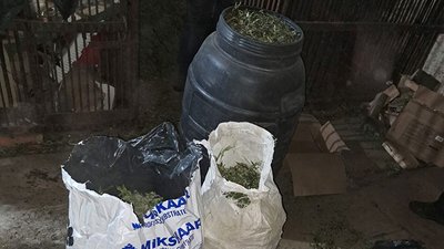 Конопля. Листопад 2023. Тернопіль Конопля. Листопад 2023. Тернопіль
