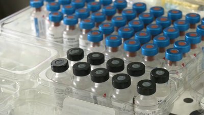 У Харкові волонтери вакцинують безпритульних тварин, яких покинули власники