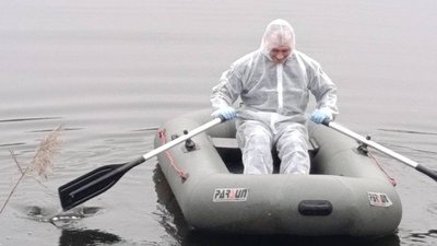 Ліквідація наслідків пташиного грипу серед диких лебедів 