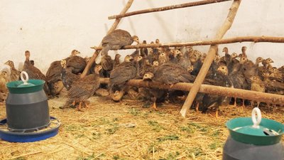 Дорослих птахів випускають у дику природу: на Вінниччині лісничі розводять фазанів Дорослих птахів випускають у дику природу: на Вінниччині лісничі розводять фазанів