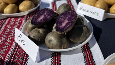 Фіолетова картопля