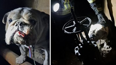 Запорізькі рятувальники дістали бульдога Потапа з чотириметрового колодязя