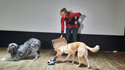 У Херсоні показали дог-шоу та представили виставку дитячих малюнків про собак У Херсоні показали дог-шоу та представили виставку дитячих малюнків про собак