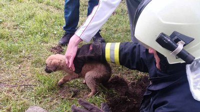 На Закарпатті надзвичайники врятували цуценя, яке впало у каналізаційний люк