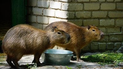 Капібари вперше вийшли до відвідувачів зоопарку