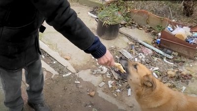 "Мені кажуть, щоб я кинув все, а я не можу". Чоловік з Нікополя рятує покинутих собак "Мені кажуть, щоб я кинув все, а я не можу". Чоловік з Нікополя рятує покинутих собак