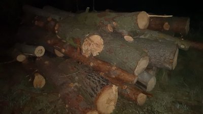 На Житомирщині на приватній пилорамі вилучили 123 колоди незаконно вирубаної сосни і вільхи На Житомирщині на приватній пилорамі вилучили 123 колоди незаконно вирубаної сосни і вільхи