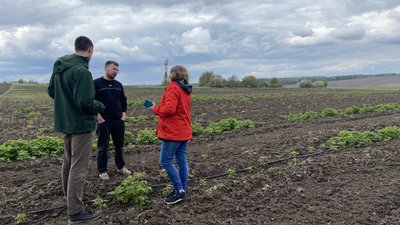 На Рівненщині збільшать вирощування ягід На Рівненщині збільшать вирощування ягід