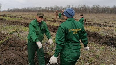 Замість вирубаних дерев – дуби. У Кропивницькому районі засаджують пустирі