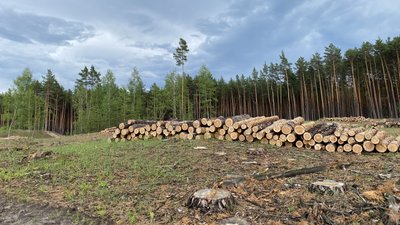 На Полтавщині висадили майже 1 100 гектарів лісу На Полтавщині висадили майже 1 100 гектарів лісу