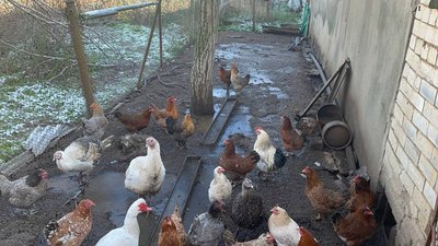 "Я українець! Прапор висів та висітиме!" Дід Мітяй з Миколаївщини розповів про життя на лінії фронту "Я українець! Прапор висів та висітиме!" Дід Мітяй з Миколаївщини розповів про життя на лінії фронту