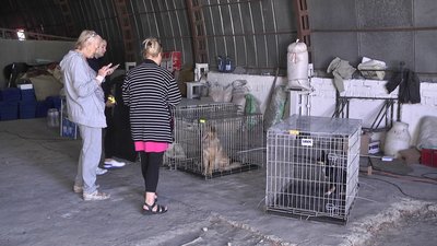 Безпритульних собак стерилізували безоплатно: у Херсоні завершилась благодійна акція