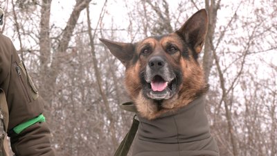 собаки нацгвардія собаки нацгвардія