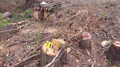 На Хмельниччині судитимуть чоловіка за незаконну порубку сотні дерев у заказнику "Калюський"