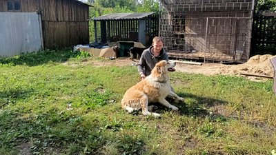 Стерилізація, лікування і перетримка: як у громаді на Волині допомагають безпритульним тваринам Стерилізація, лікування і перетримка: як у громаді на Волині допомагають безпритульним тваринам