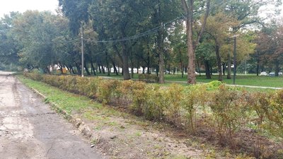 У кропивницькому парку висадять півтори тисячі кущів спіреї У кропивницькому парку висадять півтори тисячі кущів спіреї