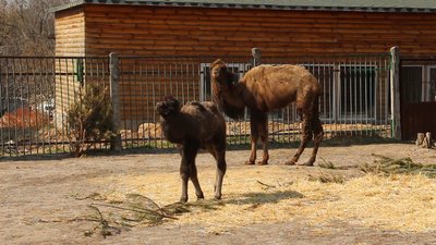Поповнення у Харківському зоопарку: верблюдиця Шакіра народила Семена Поповнення у Харківському зоопарку: верблюдиця Шакіра народила Семена