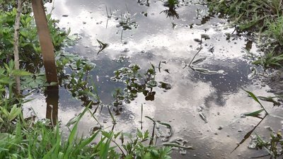 Болото замість городу: чи варто сподіватися на хороший урожай після водопілля Болото замість городу: чи варто сподіватися на хороший урожай після водопілля