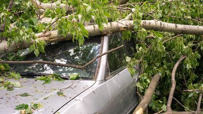У Чернігові зеленбуд має відшкодувати гроші за пошкоджене авто, на яке впало дерево