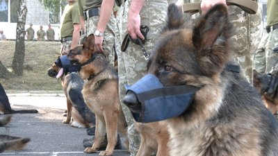 Підготовка до параду: У Львові відбуваються тренування службових собак Підготовка до параду: У Львові відбуваються тренування службових собак