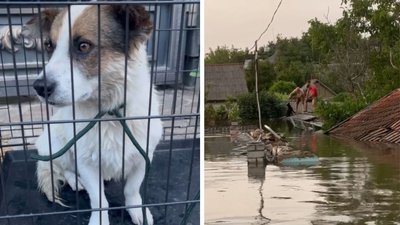Вивозили на човнах під обстрілами: черкаські волонтерки рятують тварин Херсонщини