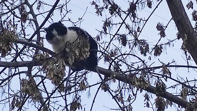 кіт, котик на дереві