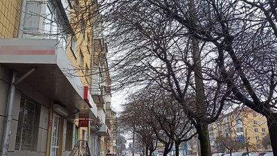 мертвий кіт,  на дерево, викинули з балкона, середмістя Житомира, поліція