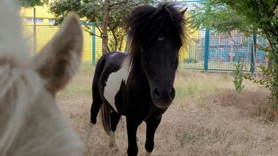 Валет та Поняшка. Миколаївський зоопарк прихистив двох поні з лінії фронту