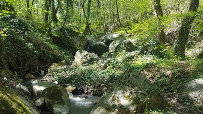 Жителям окупованого Криму заборонили ходити в ліс