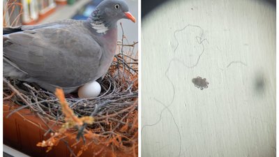 голуб, яйце, гамазовий кліщ