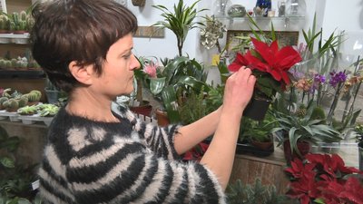 Як доглядати за пуансетією Як доглядати за пуансетією