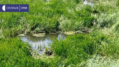 Коли почистять річку Сумка: в Сумах радилися чиновники та науковці Коли почистять річку Сумка: в Сумах радилися чиновники та науковці
