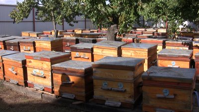 Запорізькі бджолярі в рамках гранту отримали 200 саджанців лип