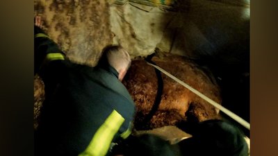 У громаді на Житомирщині рятувальники вивільняли коня, який провалився у яму