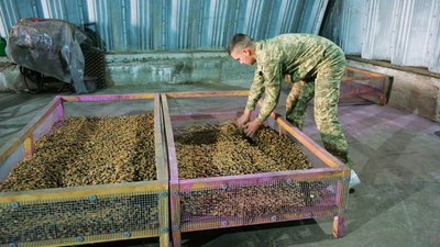 Вінницькі лісівники заготовляють жолуді для майбутніх дібров Вінницькі лісівники заготовляють жолуді для майбутніх дібров