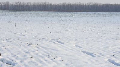 У західних районах Кіровоградщини посіви озимих можуть загинути від морозу