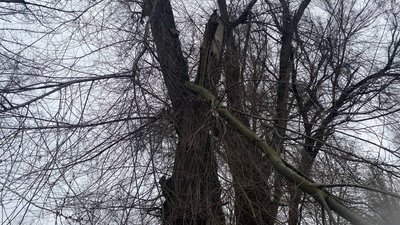 У херсонському парку більш ніж половину дерев потрібно спиляти - рішення комісії У херсонському парку більш ніж половину дерев потрібно спиляти - рішення комісії