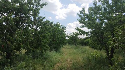 На ринках Кіровоградщини подешевшала черешня. Яка вартість і звідки привозять На ринках Кіровоградщини подешевшала черешня. Яка вартість і звідки привозять