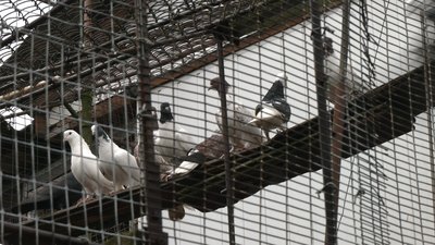 Птахи Віталія Шекери Птахи Віталія Шекери