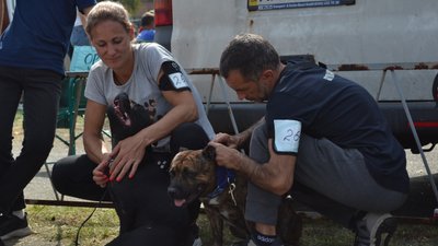 У Житомирі провели Всеукраїнську виставку собак усіх порід У Житомирі провели Всеукраїнську виставку собак усіх порід