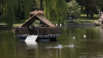 На Лебединку у Рівному повернули лебедів